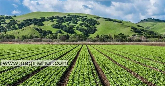 مزایا و معایب خرید زمین خارج از بافت در شمال